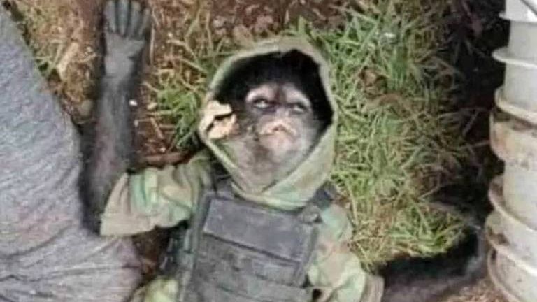 Macaco vestido de soldado &#233; morto durante tiroteio