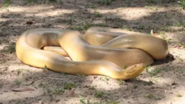 Sucuri com anomalia ganhou apelido de anaconda amarela