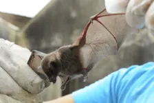 Este é o segundo caso de morcego encontrado com raiva na capital este ano.