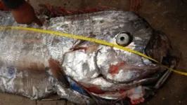 O peixe-remo foi capturado em Arica, no Chile.