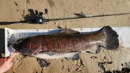 Trairão de 97 cm foi pescado no rio Curuá.