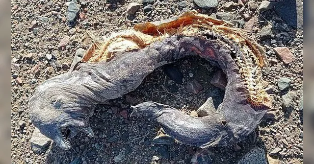 Imagem ilustrativa da notícia Criatura bizarra encontrada em praia assusta turistas