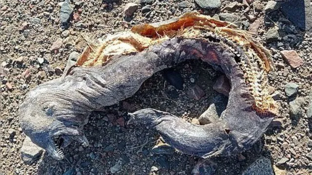 Imagem ilustrativa da notícia Criatura bizarra encontrada em praia assusta turistas