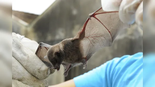 Imagem ilustrativa da notícia Morcego com vírus da raiva é encontrado em Belém