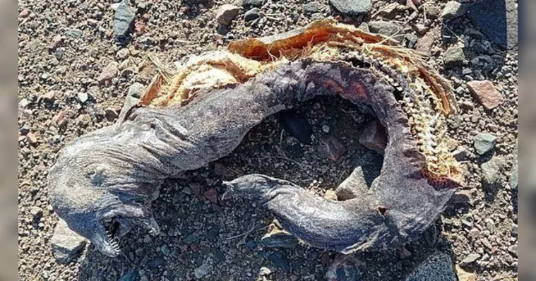 Imagem ilustrativa da notícia Criatura bizarra encontrada em praia assusta turistas