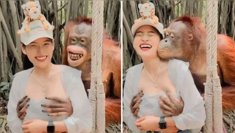 Imagem ilustrativa da notícia Vídeo: Orangotango apalpa seios de turista durante foto