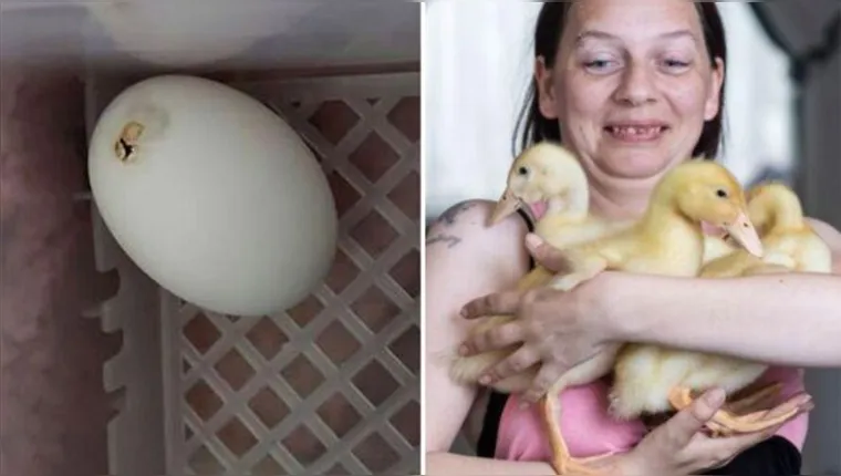 Imagem ilustrativa da notícia Mulher compra ovos e se assusta com nascimento de patinhos
