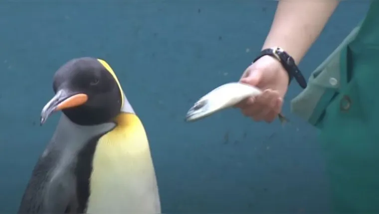 Imagem ilustrativa da notícia Pinguins se recusam a comer peixes baratos em zoológico