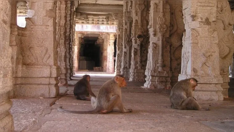 Imagem ilustrativa da notícia Macacos jogam criança de 4 meses do prédio