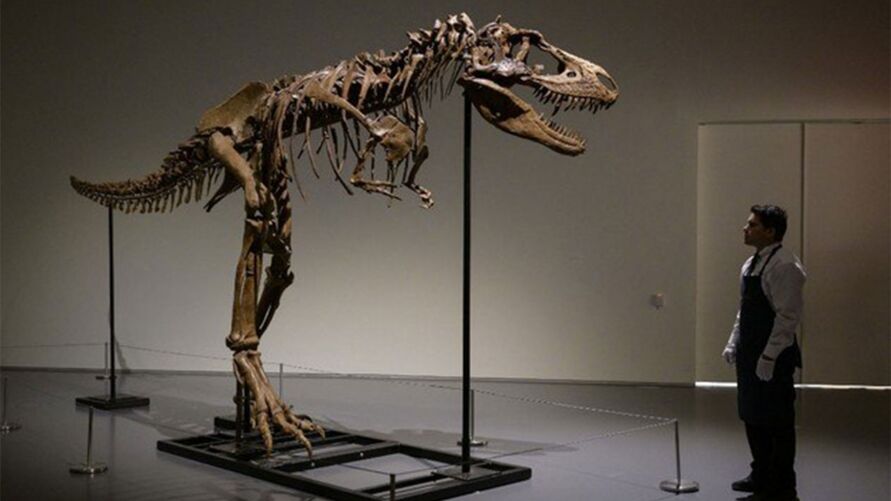 Da família dos Tiranossaurídeos, o exemplar de 3 metros de altura e 6,7 de largura, foi achado em 2018 na formação do rio Judith, no estado de Montana.