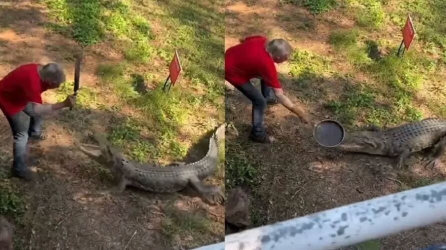 Homem usa frigideira em briga com crocodilo; veja o vídeo!