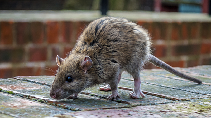 A woman was bitten by a rat while eating a snack at McDonald’s