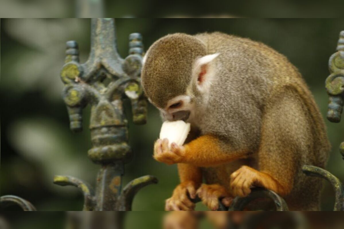 Macacos do Bosque Rodrigues Alves, em Belém, morreram após comerem