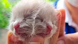 Imagem ilustrativa da notícia Vídeo: gato de duas cabeças nasce na Tailândia