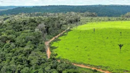 Os meses amazônicos, desde o início do governo Bolsonaro, foram marcados por recordes de derrubada de floresta