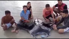 Raia é encontrada por pescadores em praia de Salinas