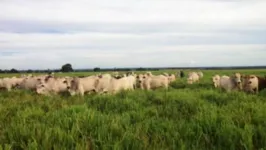 Bois foram levados da fazenda