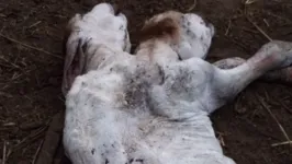 O fato aconteceu em uma fazenda no interior do Pará