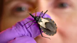 As principais espécies de barbeiro que transmitem a doença de Chagas no Brasil são: T. brasiliensis, Panstrongylus megistus, T. pseudomaculata e T. sordida.