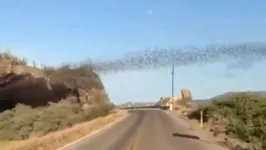 Vídeo viral mostra milhares de morcegos saindo de caverna no México