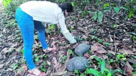 Os animais foram soltos no Parque Estadual do Utinga