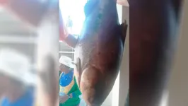 O peixe chamou atenção pelo tamanho e pelo preço.