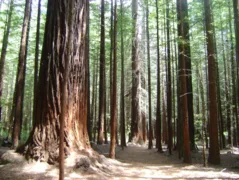 Imagem ilustrativa do vídeo: É possível usar madeira sem destruir a floresta? Sim. Veja!