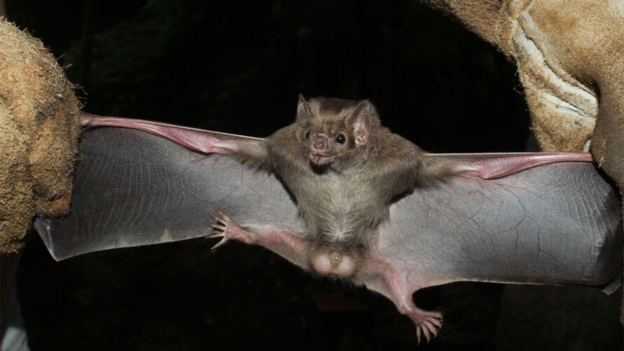 Morcegos hematófagos, também chamados de "morcegos-vampiros"