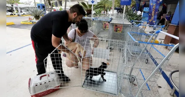 Imagem ilustrativa da notícia Rio libera a entrada de cães e gatos em supermercados