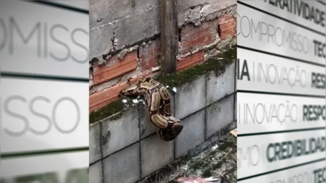 Imagem ilustrativa da notícia Vídeo: cobra é encontrada em telhado de bar em Belém