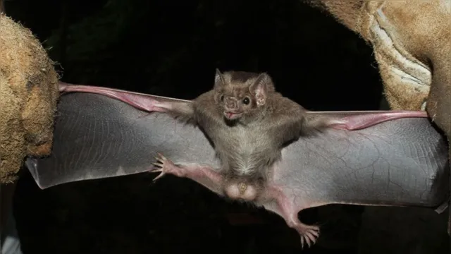 Imagem ilustrativa da notícia Sespa investiga ataques de morcegos a humanos no Pará