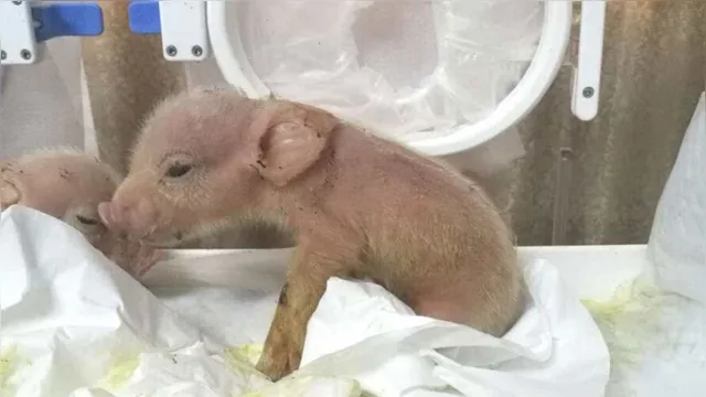 Imagem ilustrativa da notícia Experimento ressuscita porcos e pode ajudar luta contra AVC
