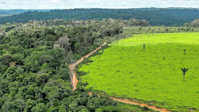 Imagem ilustrativa da notícia Amazônia: 8.590 km quadrados de área desmatada em 1 ano