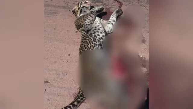 Imagem ilustrativa da notícia Gato Maracajá é achado morto na rodovia Transamazônia