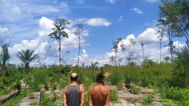 Imagem ilustrativa da notícia Polícia descobre e acaba com plantação de maconha no Pará