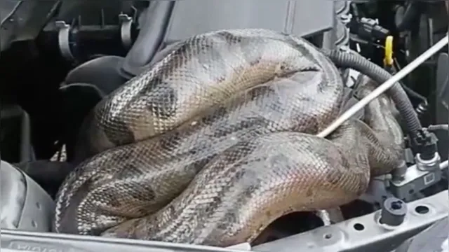 Imagem ilustrativa da notícia Veja: cobra é encontrada dentro do capô de carro em Belém