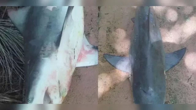 Imagem ilustrativa da notícia Tubarão é encontrado em rio do interior Pará
