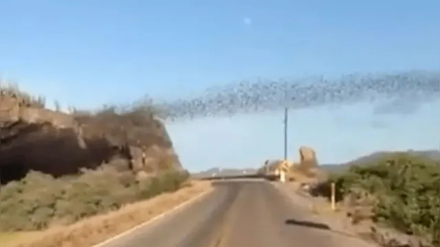 Imagem ilustrativa da notícia Veja o vídeo: nuvem de morcegos saindo de caverna viraliza