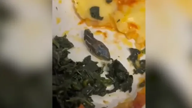 Imagem ilustrativa da notícia Vídeo: cabeça de cobra é encontrada em comida durante voo