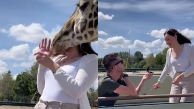 Imagem ilustrativa da notícia Pedido de noivado acaba em hospital após girafa atrapalhar