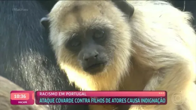 Imagem ilustrativa da notícia Mais Você exibe macaco ao abordar caso de filhos de atores