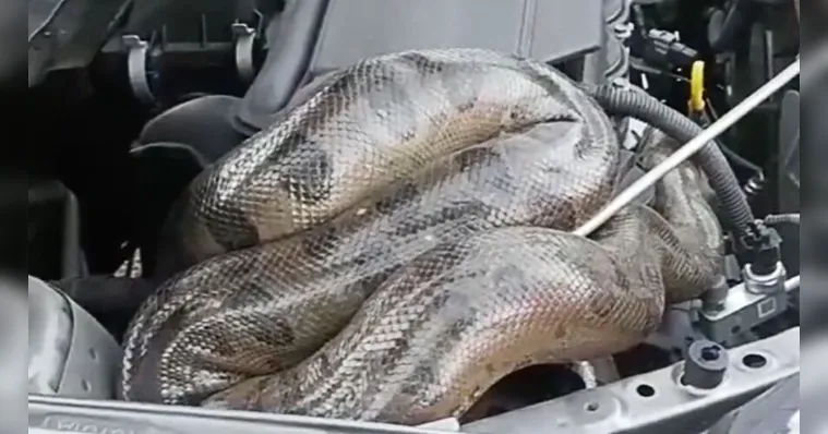 Imagem ilustrativa da notícia Veja: cobra é encontrada dentro do capô de carro em Belém