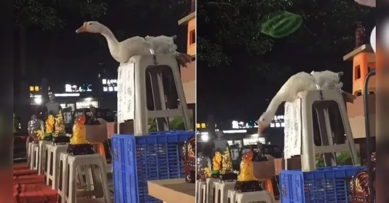 Imagem ilustrativa da notícia Ganso é acorrentado para "brincadeira" em parque; assista!