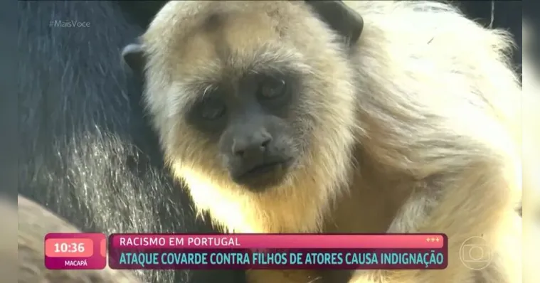 Imagem ilustrativa da notícia Mais Você exibe macaco ao abordar caso de filhos de atores