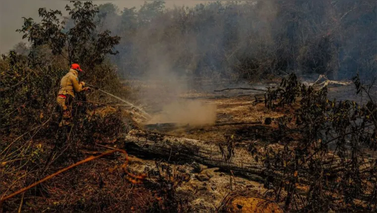 Imagem ilustrativa da notícia Focos de incêndios volta atingir o Pantanal