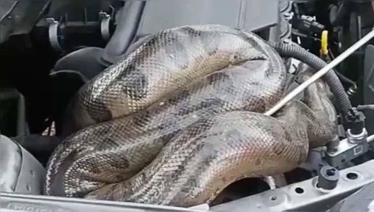 Imagem ilustrativa da notícia Veja: cobra é encontrada dentro do capô de carro em Belém
