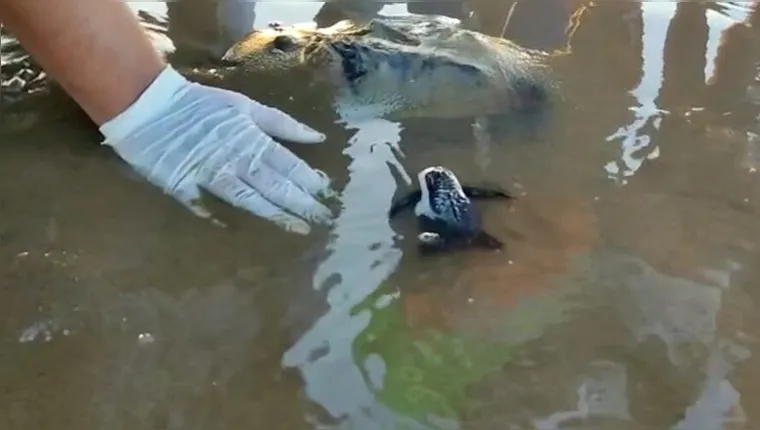 Imagem ilustrativa da notícia Equipe faz soltura de tartarugas marinhas em Salvaterra