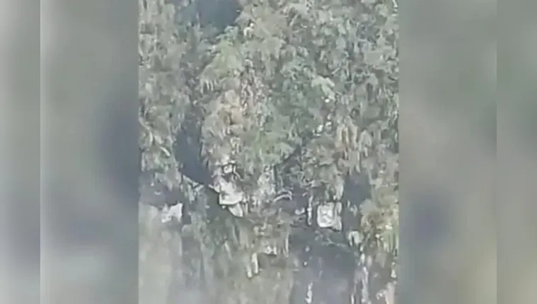 Imagem ilustrativa da notícia Cachorro é
resgatado após cair de uma altura de 50 metros 