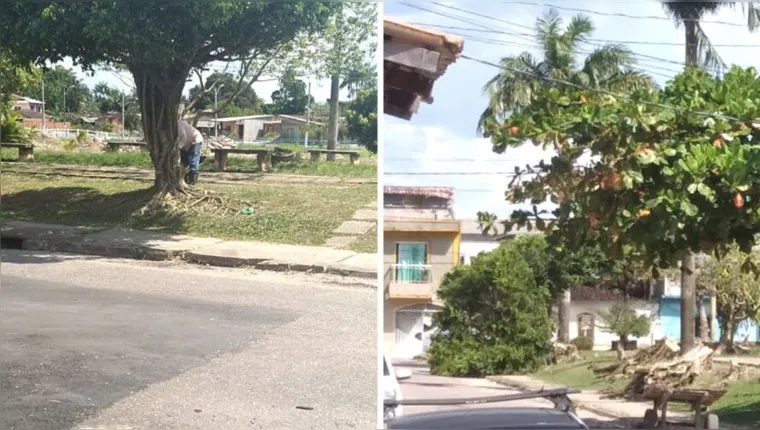 Imagem ilustrativa da notícia Árvores são derrubadas e moradores se revoltam em Ananindeua
