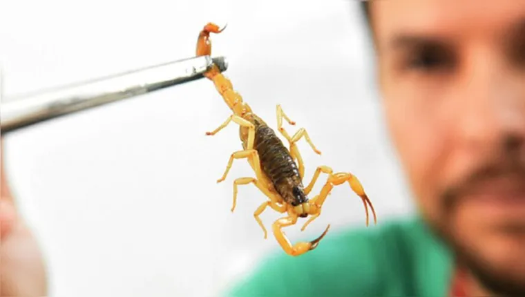 Imagem ilustrativa da notícia Saiba o que fazer se for atacado por um escorpião